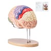 Happybuy 2X Life-Size Human Brain Anatomy Model, 4-Part Detachable with