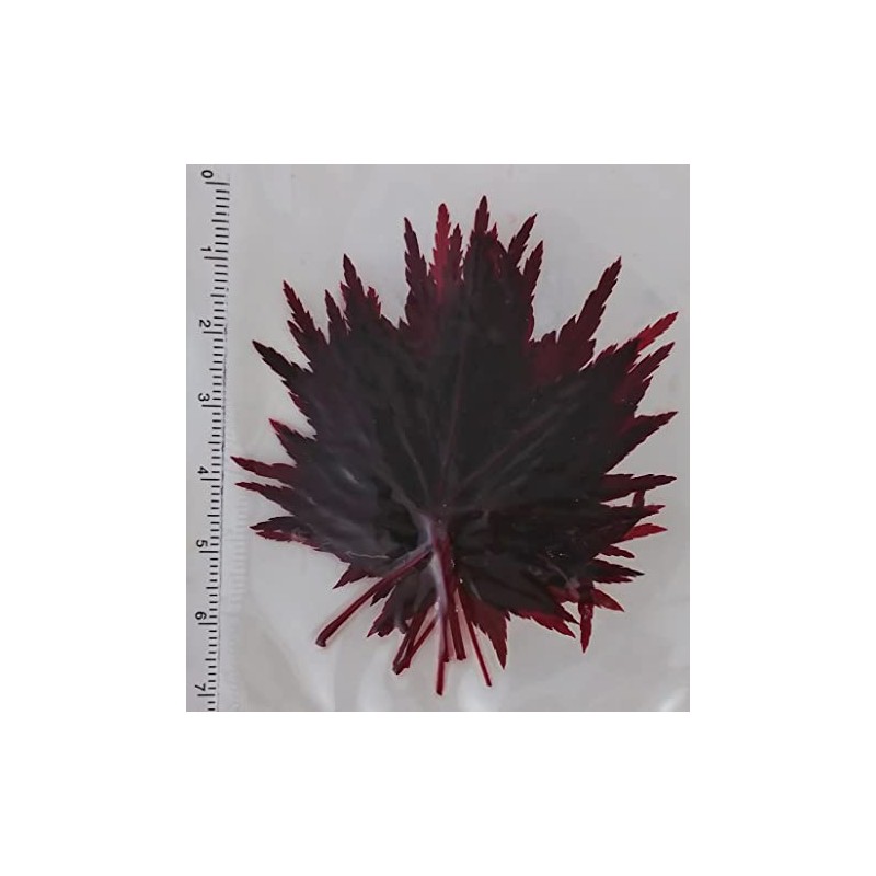 autumn leaves (red, 10 sheets)