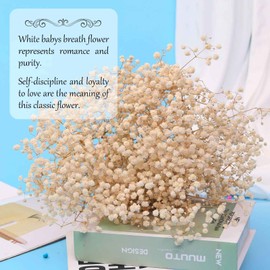 Dried Babys Breath Flowers Bouquet-17 Inch 2500+ Ivory White Dry Flowers, Natural Gypsophila Branches for Wedding, Table Vase Decor, DIY Wreath Floral, Home Office Party Garden Decoration (3oz)