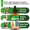 Probiotics for Cats for Digestive Support – Cat Probiotics for