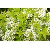 Proven Winners - Deutzia gracilis Chardonnay Pearls (Chardonnay Pearls Deutzia)