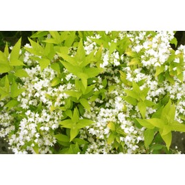 Proven Winners - Deutzia gracilis Chardonnay Pearls (Chardonnay Pearls Deutzia) Shrub, white flowers, #2 - Size Container
