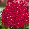 Outsidepride Red Pentas Seed - 50 Seeds