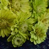 Envy Zinnia - 50 Seeds - Heirloom Green Zinnia Variety,