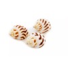 Florida Shells and Gifts 24 Babylonia Areolata Shells 1-1 1/2"