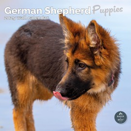 Baker and Bray German Shepherd Puppies Calendar 2025, Large Square Wall Calendar, 16 Month, German Shepherd Puppies Gift Dog Calendar.