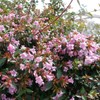 Abelia Grandiflora Edward Goucher | 1 Large Gallon Size Plant
