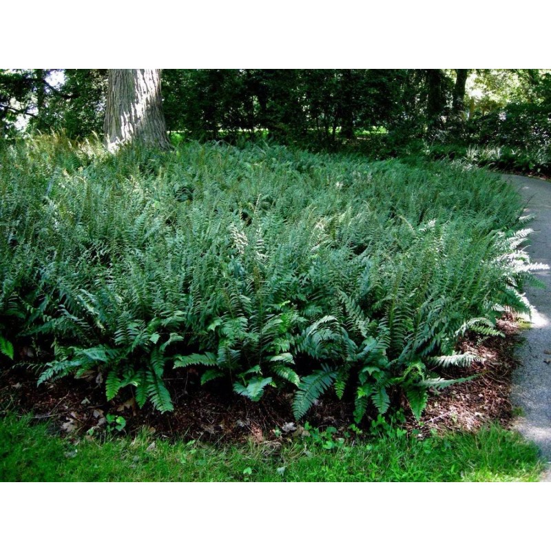 Ferns 20 Christmas Fern Root Systems, Christmas Dagger - Polystichum