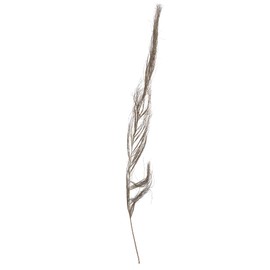 Vickerman 678923-40" Khejur Sikha Natural Palm 30/pk (H7KHS999) Dried and Preserved Palms