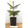 Scenic Hill Farm Turkish Fir - 3 YR. Gallon -
