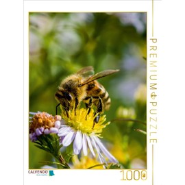 CALVENDO Bee on Marguerite