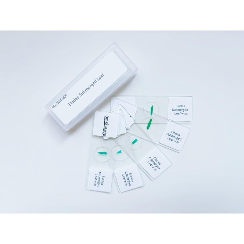 Elodea Submerged Leaf Prepared Microscope Slides, 5 Pack Prepared Slides
