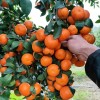 100+ Mandarin Orange Seeds Citrus Reticulata Blanco - Order Track