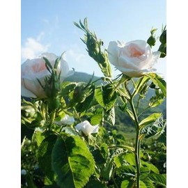 remio organic alba water