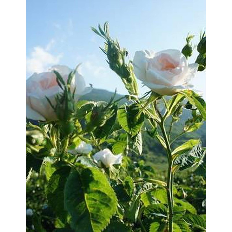 remio organic alba water