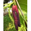 Seed-Top 200 Pakistan Mulberry Fruit Tree Seeds Popular Variety Rare