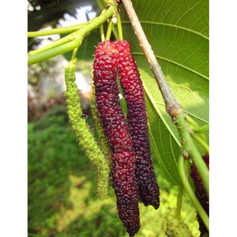 Seed-Top 200 Pakistan Mulberry Fruit Tree Seeds Popular Variety Rare