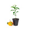 Satsuma Mandarin Tree - XL. Citrus unshiu. 6" - 10"