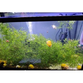 Guppy Grass for Freshwater Aquarium or Pond Plant| Najas Grass| Southern Water Nymph| Live Aquarium Freshwater Plant - 1 Portion