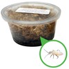 Exo-Morphs 8 oz. Temperate Springtail Starter Culture Live Arrival Guarantee
