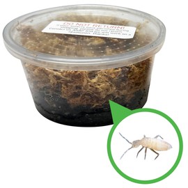Exo-Morphs 8 oz. Temperate Springtail Starter Culture Live Arrival Guarantee