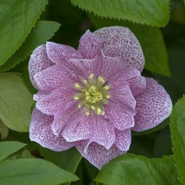 Rare Hellebore Collection.3 Healthy Pink Hellebore Plants.