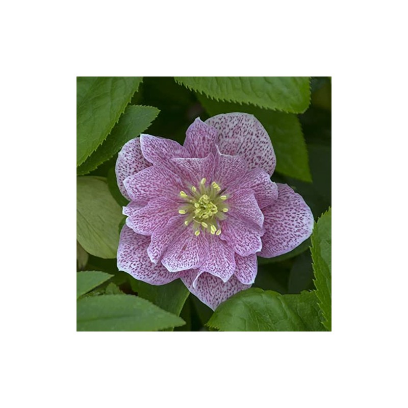 Rare Hellebore Collection.3 Healthy Pink Hellebore Plants.