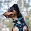 Huskimo Trekpro Dog Collar in Bells Beach - Small