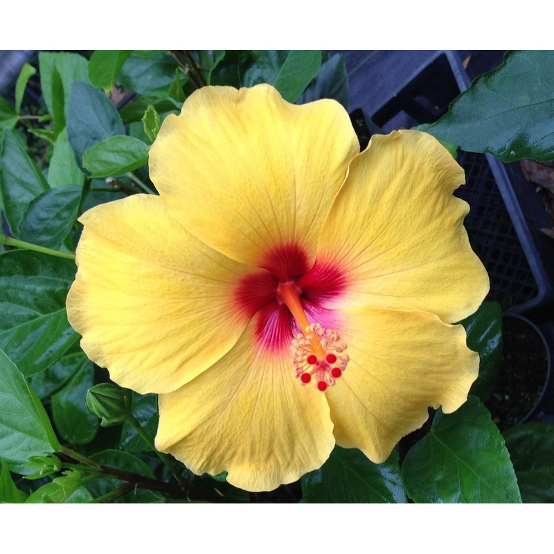 HAWAIIAN YELLOW HIBISCUS PLANT CUTTING ~ GROW HAWAII