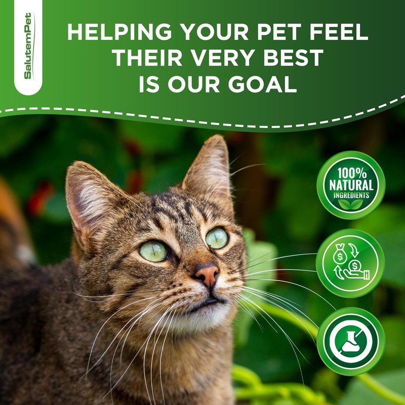 Probiotics for Cats for Digestive Support – Cat Probiotics for