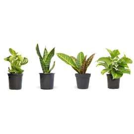 Live House Plants in Plant Containers (4 Pack), Easy to Grow Houseplants in Planters with Potting Soil Mix, Growers Choice Plant Set, Home Décor Planting Kit or Outdoor Garden Gifts by Plants for Pets,Green