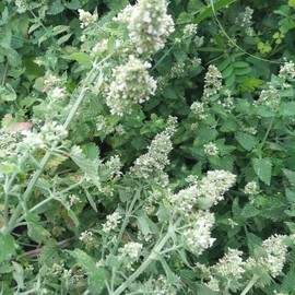 Outsidepride 5000 Seeds Perennial Nepeta Cataria Common Catmint Herb Garden Seeds for Planting