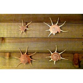 Guildfordia Yoka 3" collectible beautiful specimen seashell beach decor