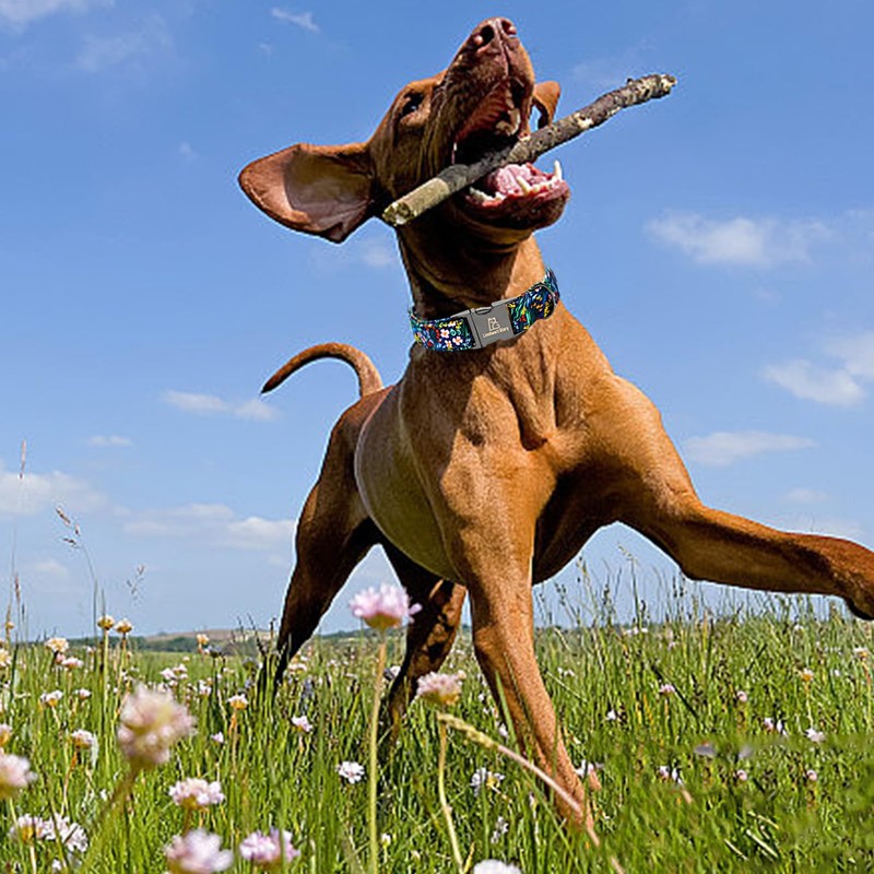 Lionheart glory Dog Collar Darkblue Flower Print Dog Collars Floral