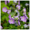 Everwilde Farms - 25 Wild Geranium Native Wildflower Seeds -