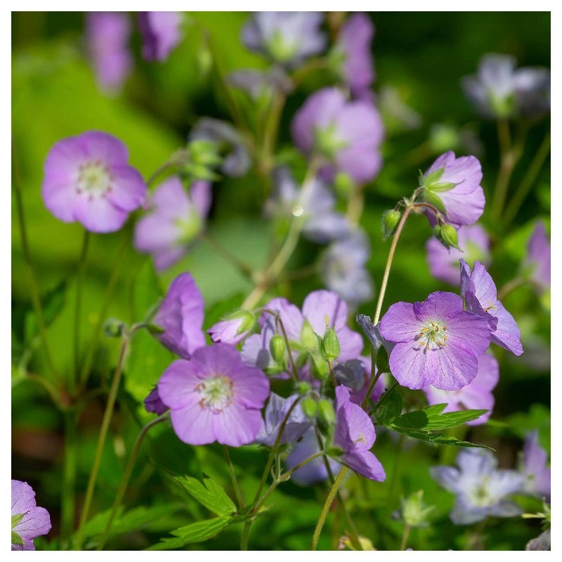 Everwilde Farms - 25 Wild Geranium Native Wildflower Seeds -
