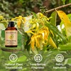Wuvezrub Wuvezrub Ylang-Ylang Essential Oils 120ML, Pure Ylang-Ylang Essential Oil