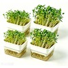 QISHENG - 4 Pack Microgreens Grow Kit,Soil-Free Cultivation Germination Tray,BPA-Free