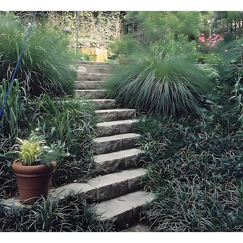 Classy Groundcovers, Liriope spicata, Ophiopogon spicatus (50 Bare Root Plants)