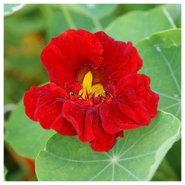 Everwilde Farms - 1 Lb Empress of India Nasturtium Wildflower Seeds - Gold Vault