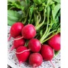 Seeds Radish Red Ball 22 Day Heirloom Vegetable for Planting