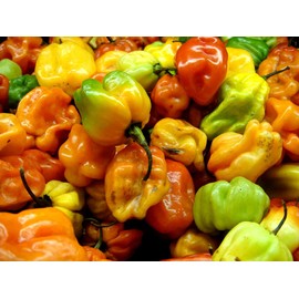 “Yellow Scotch Bonnet” Pepper Seeds – SHU of 100,000 to 350,000 – Harvest in 90 Days | Never GMO, Always Heirloom and OP | USA Grown Seeds by Liliana's Garden |