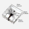 Taxidermy Spiders, 3pcs Real Insect Spider Specimens in Resin for