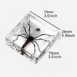 Taxidermy Spiders, 3pcs Real Insect Spider Specimens in Resin for Closer-Look & Study in Safe Healthy Manner, Novelty for Preschool Classroom, Home Office Display (M Size x3)