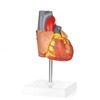 Merinden Modelo de corazón humano para anatomía, modelo de corazón