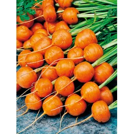 NIKA SEEDS - Vegetable Carrot Parisian Market Red - 1000 Seeds