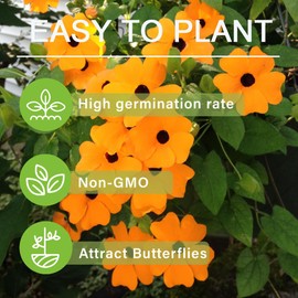 300+ Perennial Thunbergia Flower Seed for Planting-Non-GMO Heirloom Eyed Susan Vine Flower Seed Garden Home