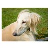 Saluki Dog Birthday Card