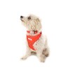 Doodlebone Adjustable Airmesh, Tangerine, 4-7