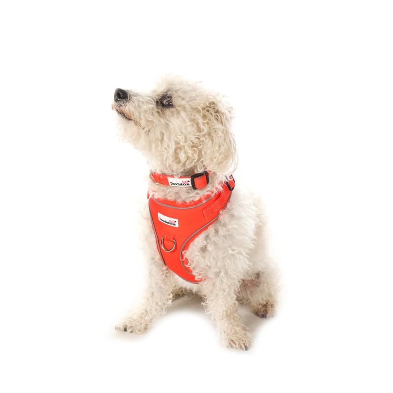 Doodlebone Adjustable Airmesh, Tangerine, 4-7